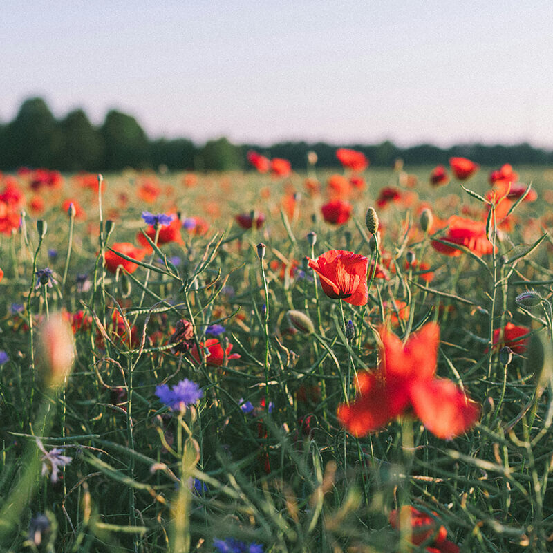 Field of wild poppies
